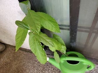 Organic Jumbo HASS AVOCADO Plant/tree