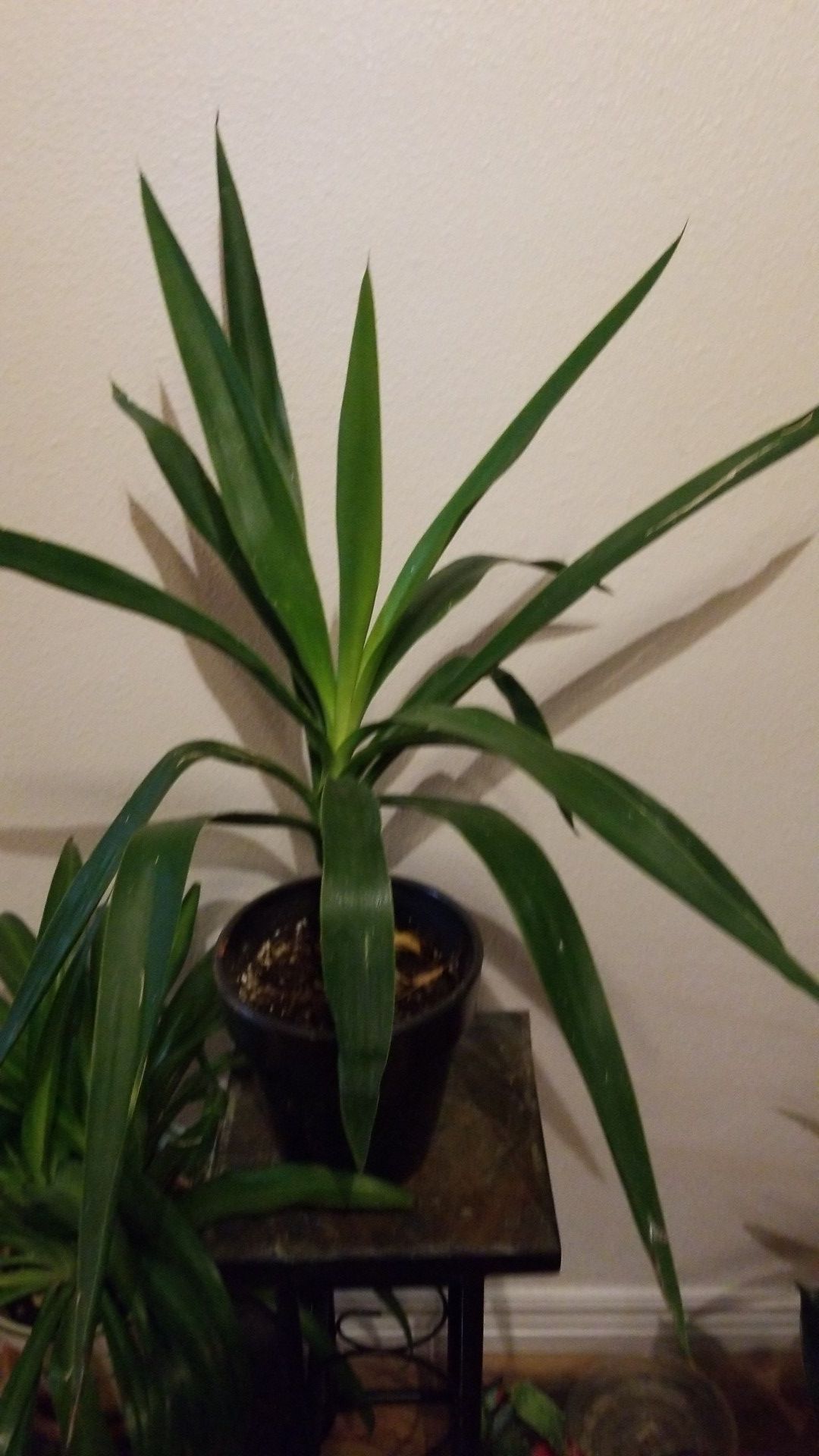Yucca Elephantipes (Spineless Yucca / Stick Yucca)