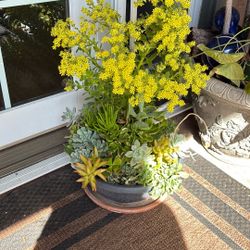 Succulent Bowl