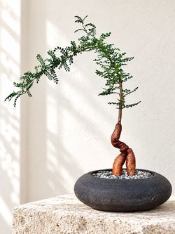 Operculicarya Decaryi/ Elephant Tree (Handmade Planter Included) #DB2 ‘Local LA Seller’