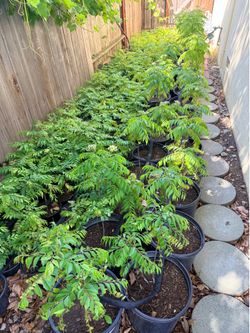 Curry leaf plants