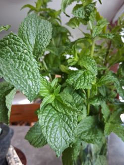 Yervabuena/ Mint