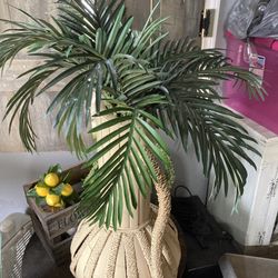 Tropical Tree