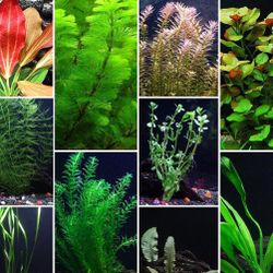 Aquarium Plants 🪴 