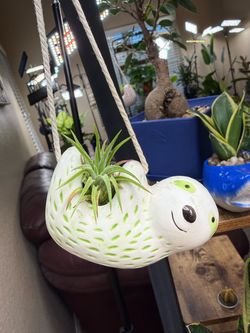 Live Air Plant Tillandsia with a Ceramic Sloth Hanging Basket (Please read full description)