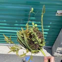 Flowers (Artificial Flower For Decoration) 