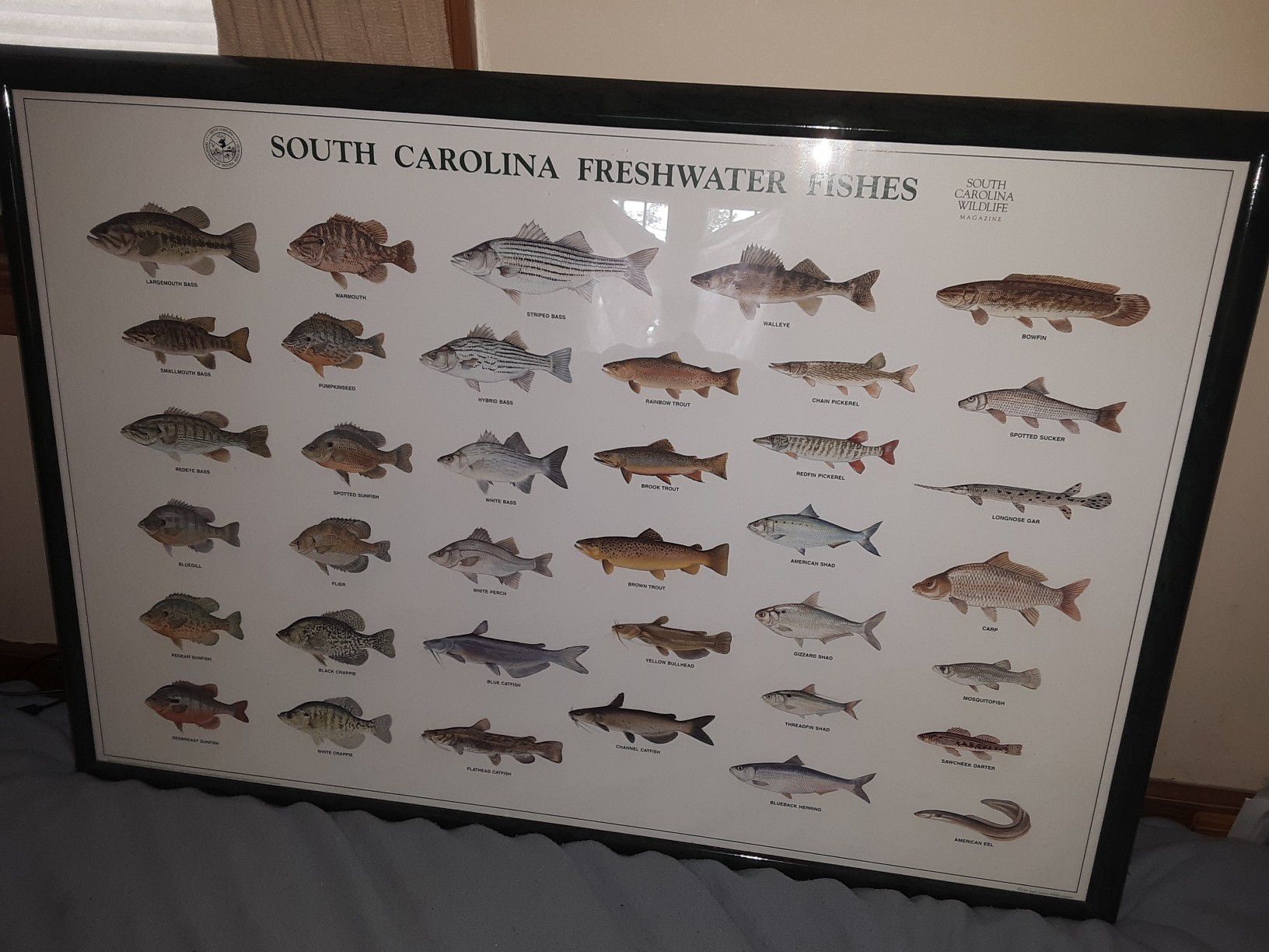 38"x26" Framed Freshwater Fish