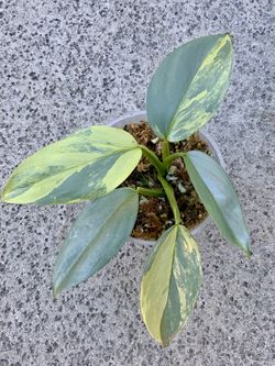 Philodendron Hastatum Silver Sword Variegated 