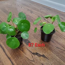 Pilea (Chinese Money Plant) In 4" Pot