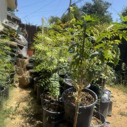 Chinese Pistachio Tree Fruitless 