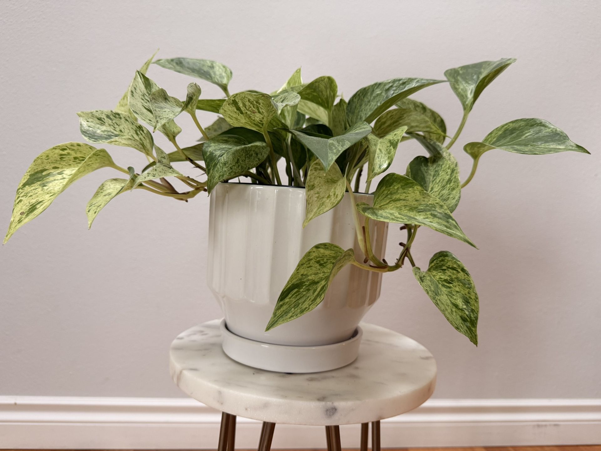 Mixed Queen Pothos Fledgling Plant