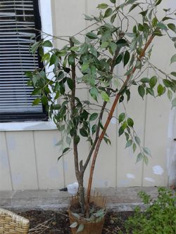 Fake tree