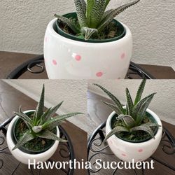 Plant - Haworthia Succulent - Not Artificial 