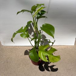 Mini Monstera for sale