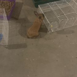 Bunnys