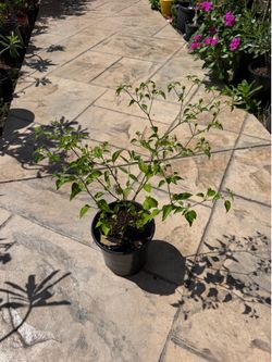 Chile De Monte
