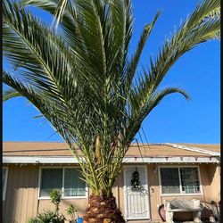 14ft Canary Palm Tree