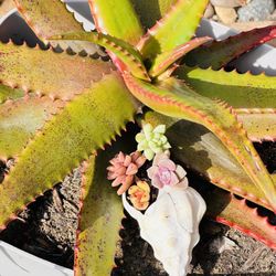 Succulents In Snail 