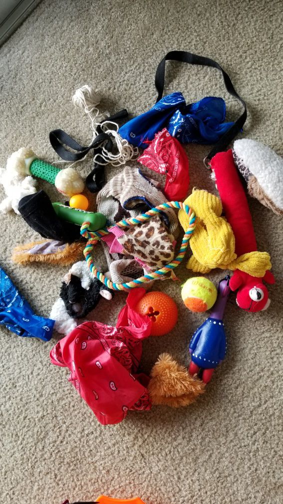 Free Dog Toys & Accessories
