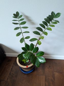 Mature Zz Plant In Decorative Pot