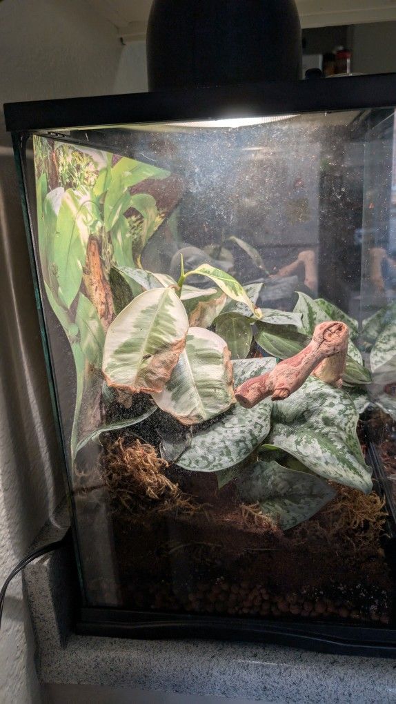 Bioactive Reptile Tank//Terrarium