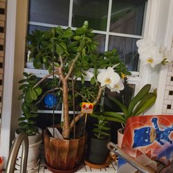 Jade Plant 