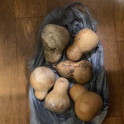 Bell Shaped Gourds $5 Each 