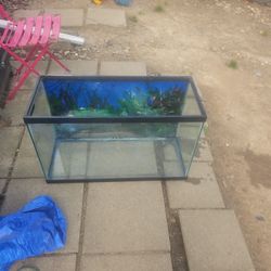 Big Fish Tank With Everything Ready To Go