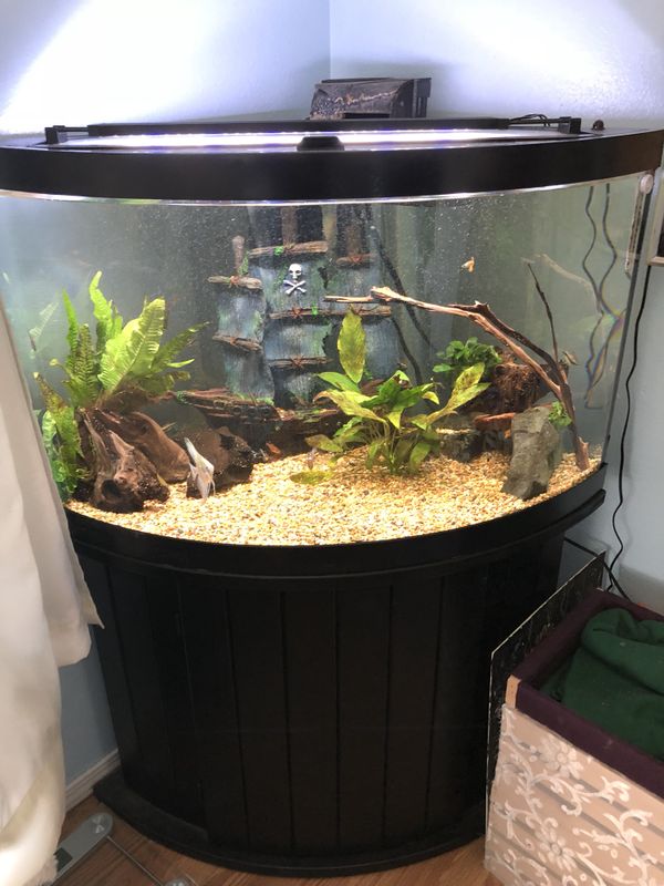 54 Gal Corner Aqueon Fish Tank And Stand For In Morgan Hill Ca Offerup - Aqueon Corner Fish Tank With Stand 54 Gal Corner Aqueon Fish Tank And Stand For In Morgan Hill Ca Offerup - Aqueon Corner Fish Tank With Stand