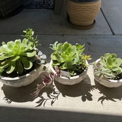 Succulent Planters