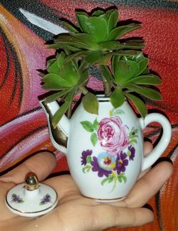 Beutiful Succulent Plant