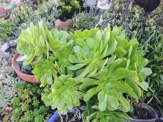 Wide Variety Succulents/starters