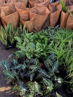 Orchids and Houseplants/Indoor plants