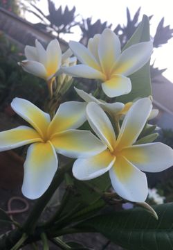 Plumeria