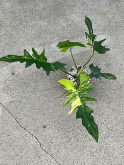Philodendron Florida Beauty x Mayoii