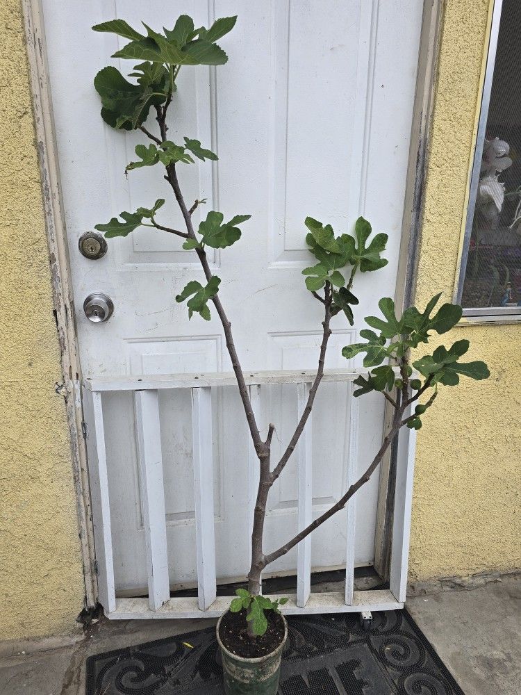 Fig Tree