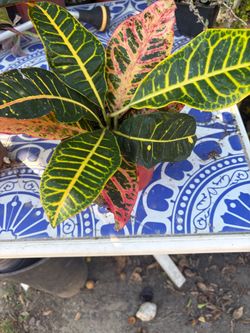 Plants