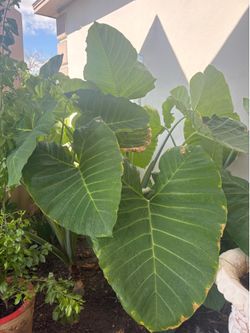 Elephant Ear