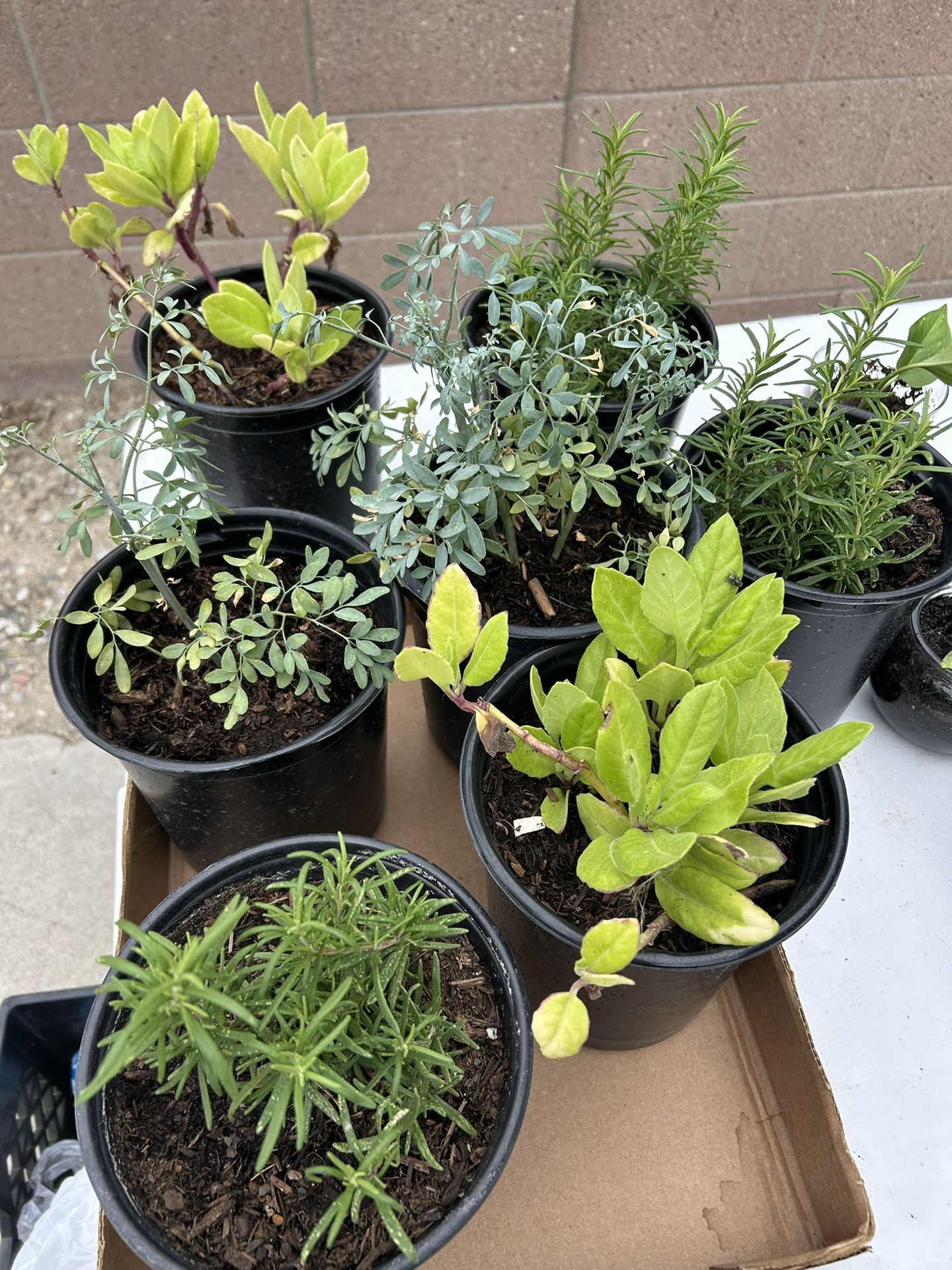 Plants 🪴 Insulin Romero Roaemary Ruda Plant 🪴 Rue Herb 🪴