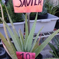 Sabila 