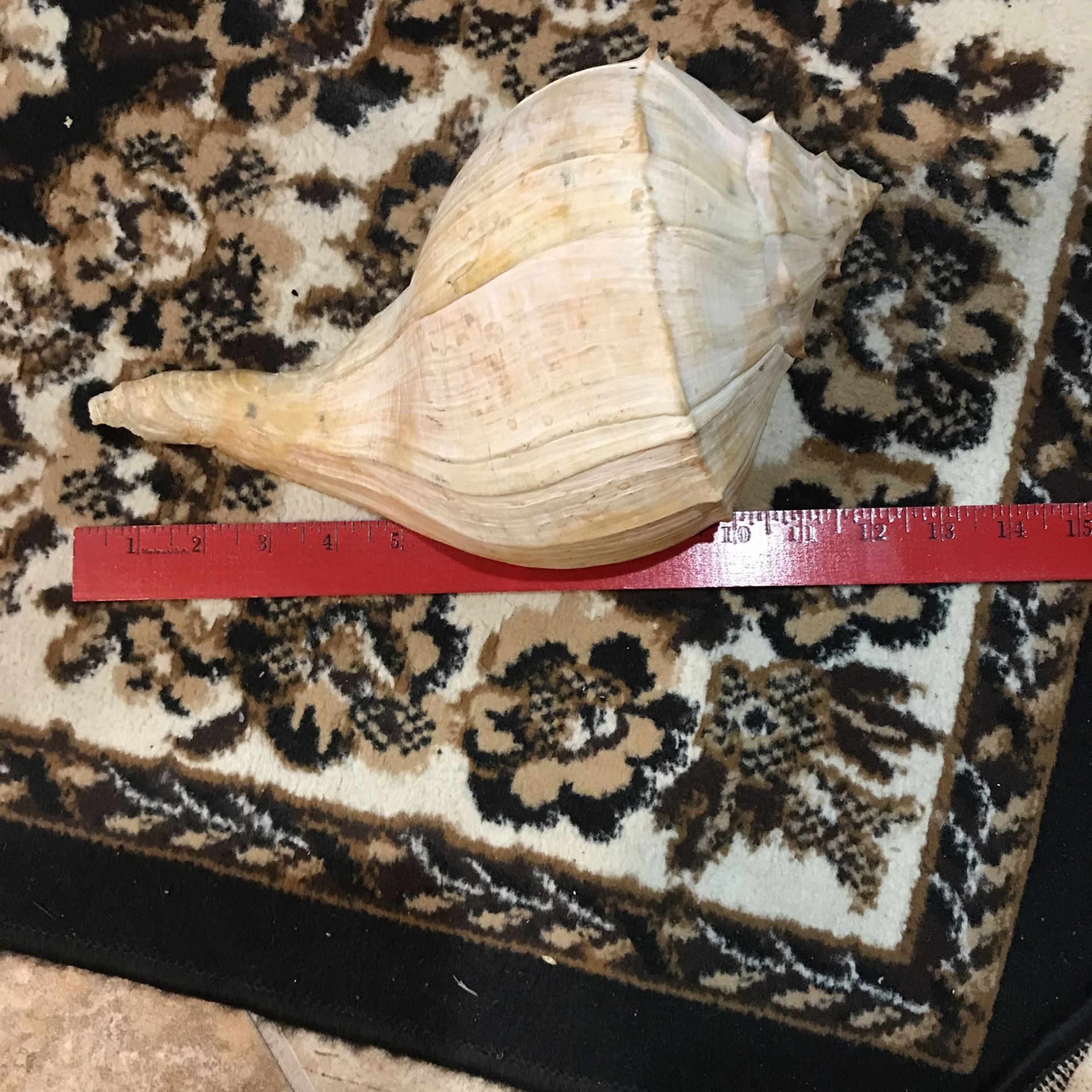 Large Conch Shells 15 Each Or 20 For Two