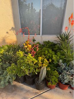 Large succulent plants