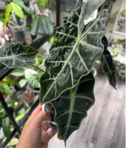 Alocasia Amazonica