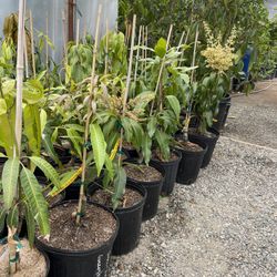 mango trees