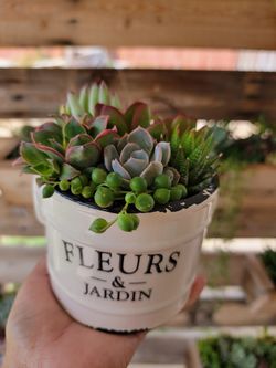 Succulents