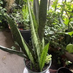 Snake Plant