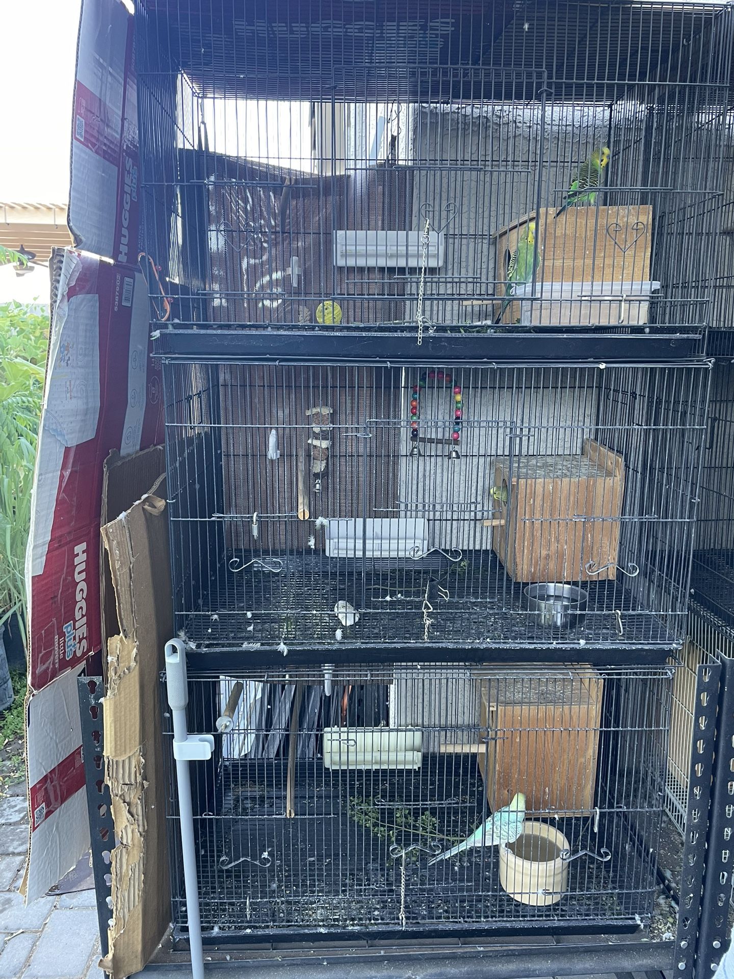 Bird Cages