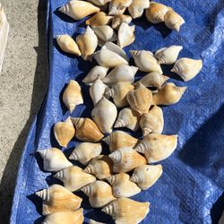 Nice Shells
