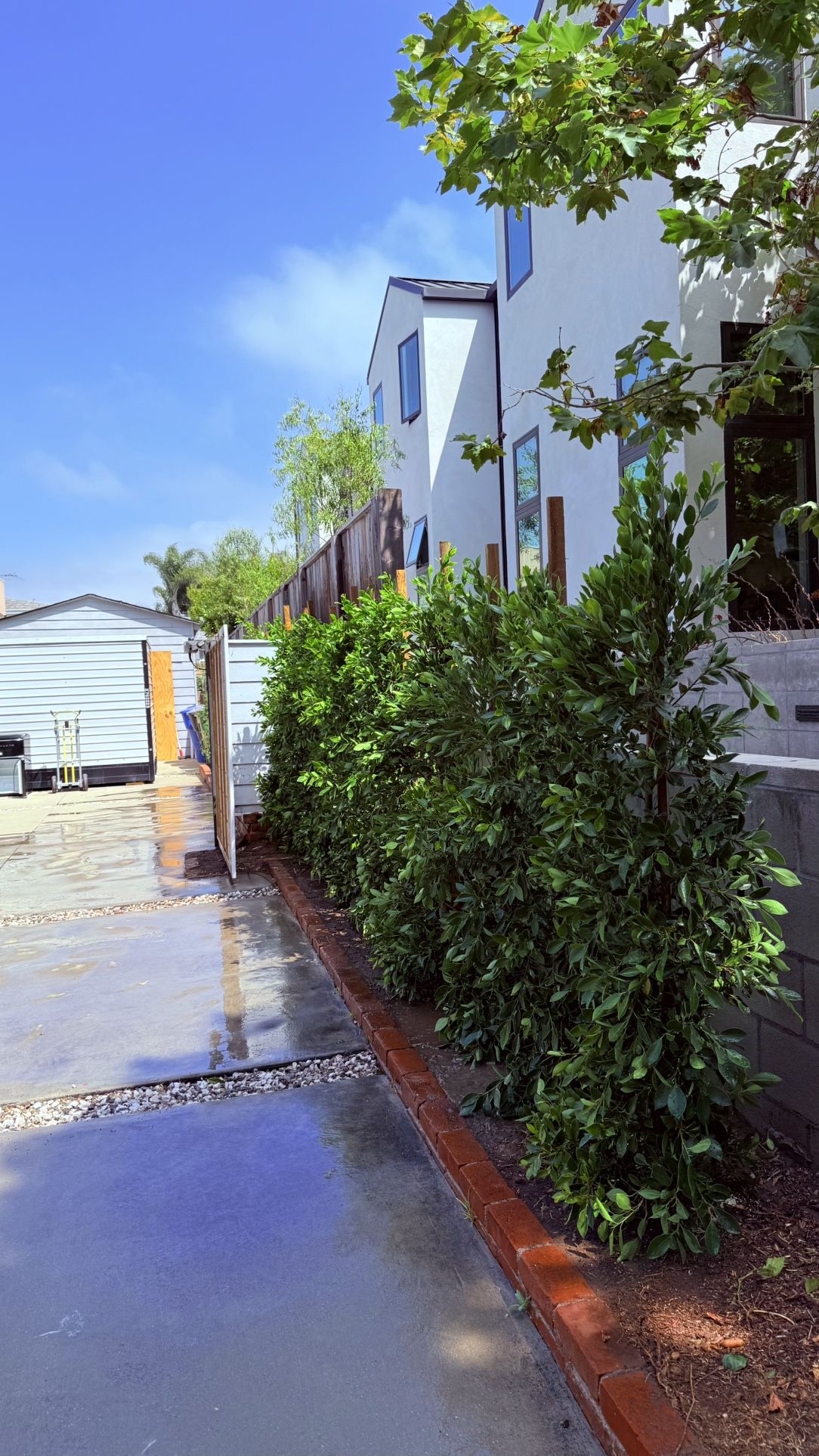 Ficus Trees