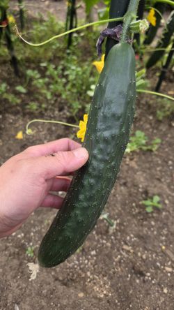 Fresh Pick Cucumbers $2/lb